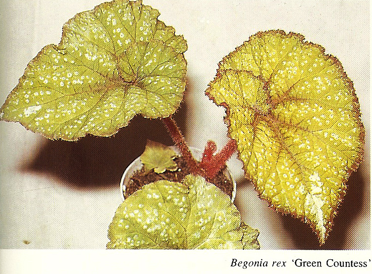 B. ‘Green Countess’